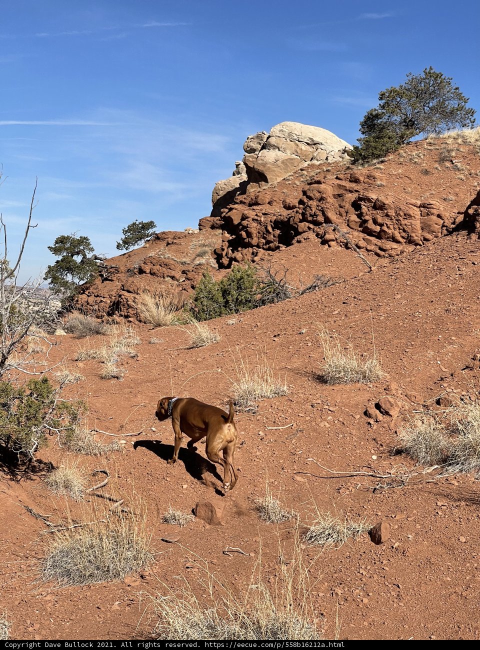 Desert Adventure with My Canine Friend