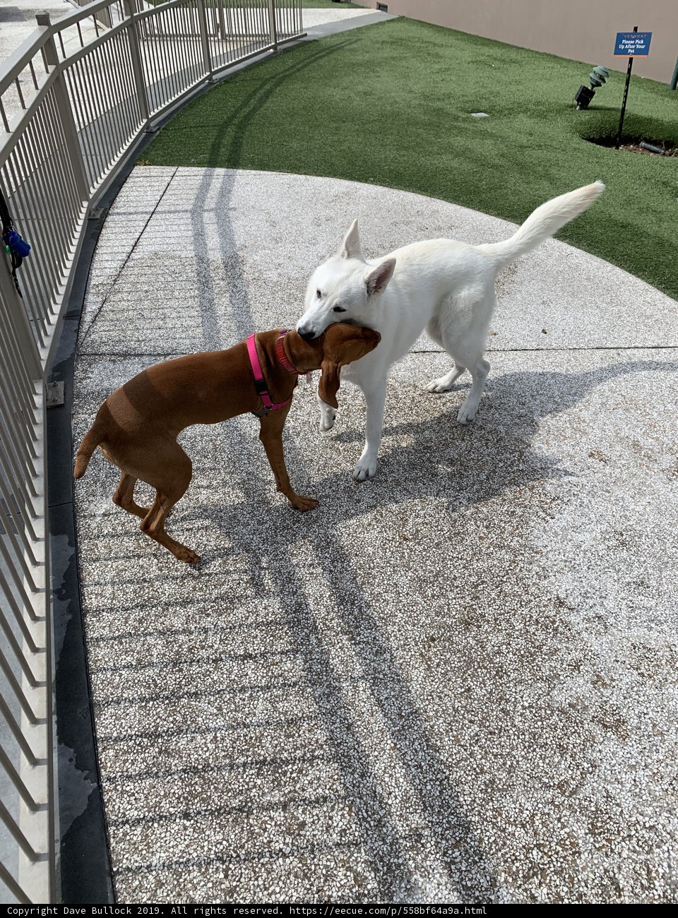 Playtime Buddies