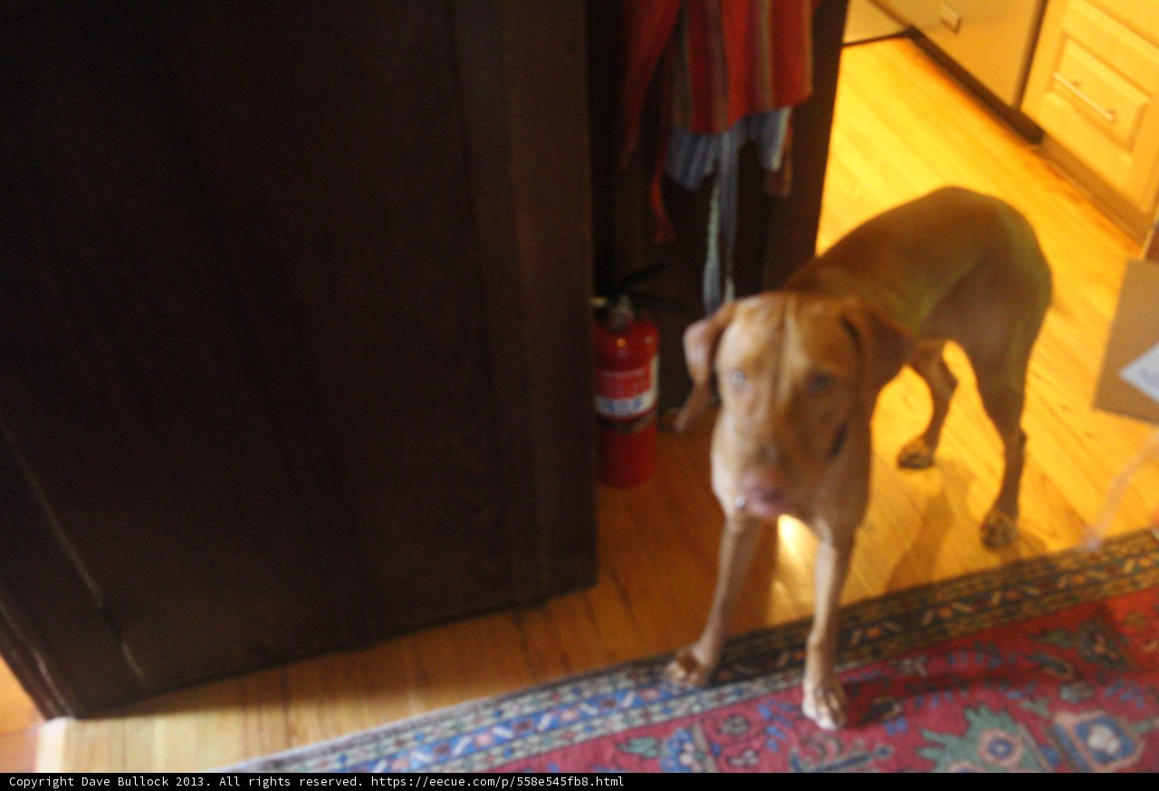 Wood Flooring and a Furry Companion