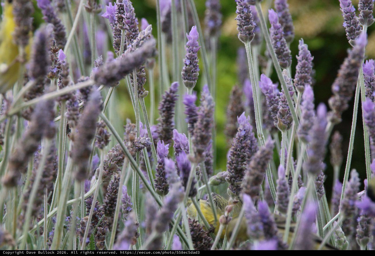 Yellow Warbler Foraging Among Purple Lavender Blooms