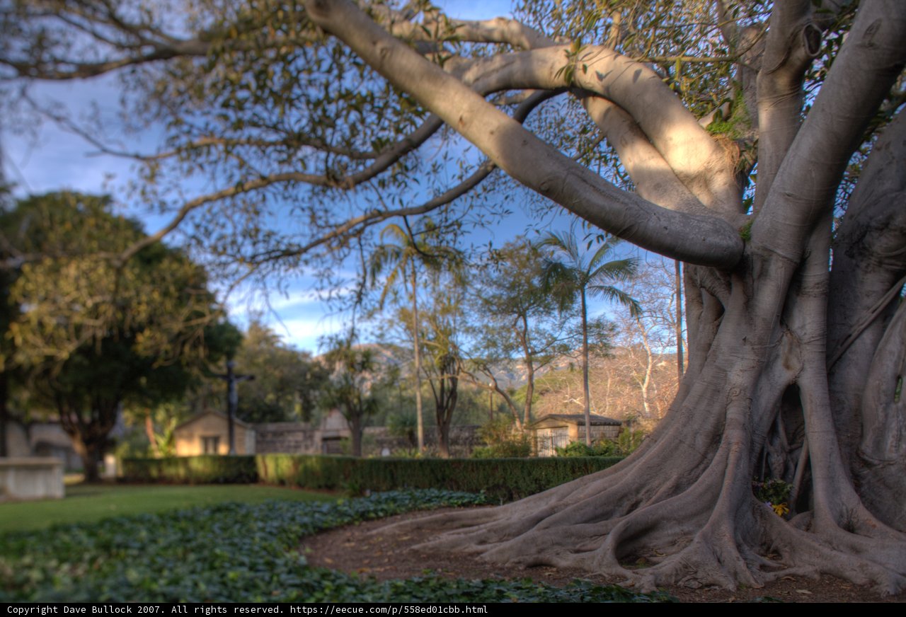 Mighty Banyan Tree