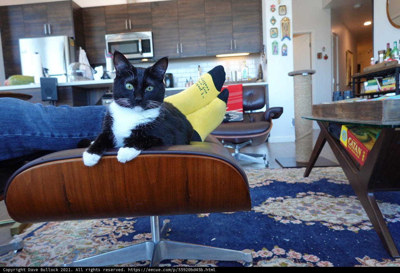 The Regal Cat in the Living Room