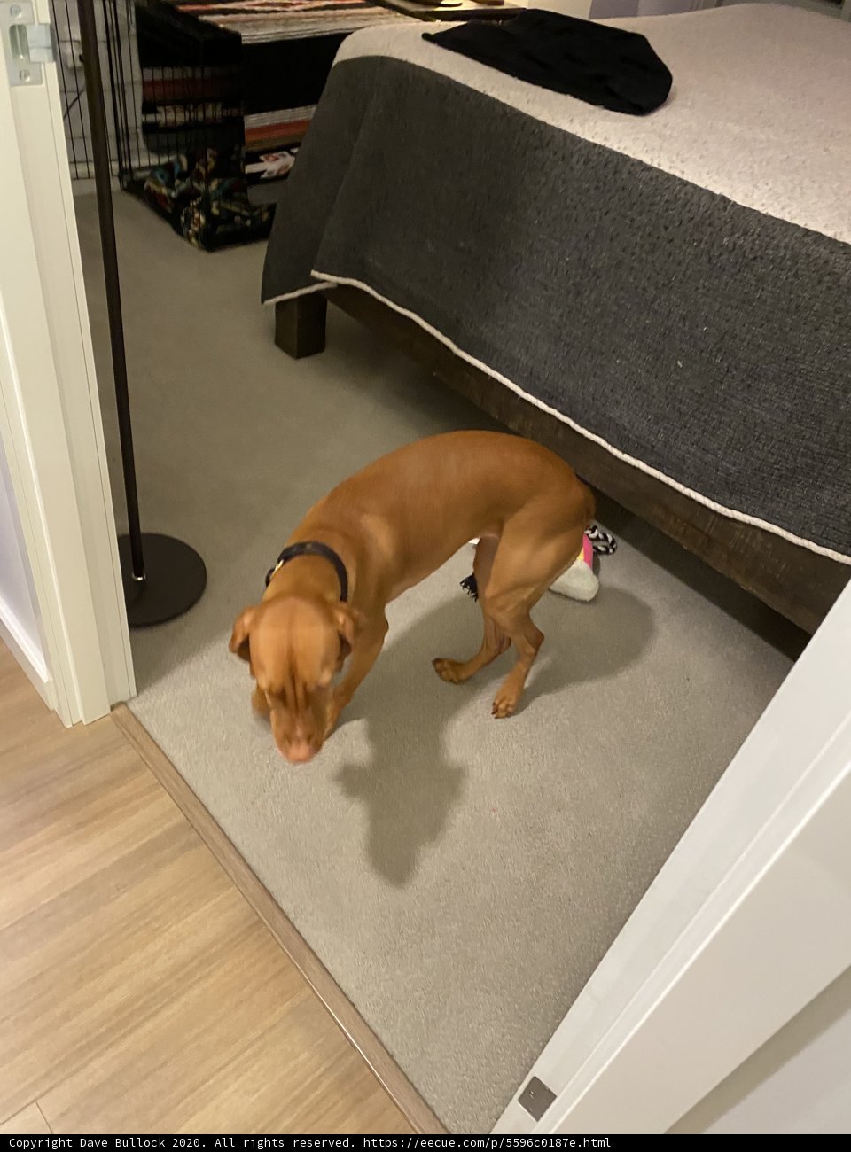 Furry Bedroom Companion