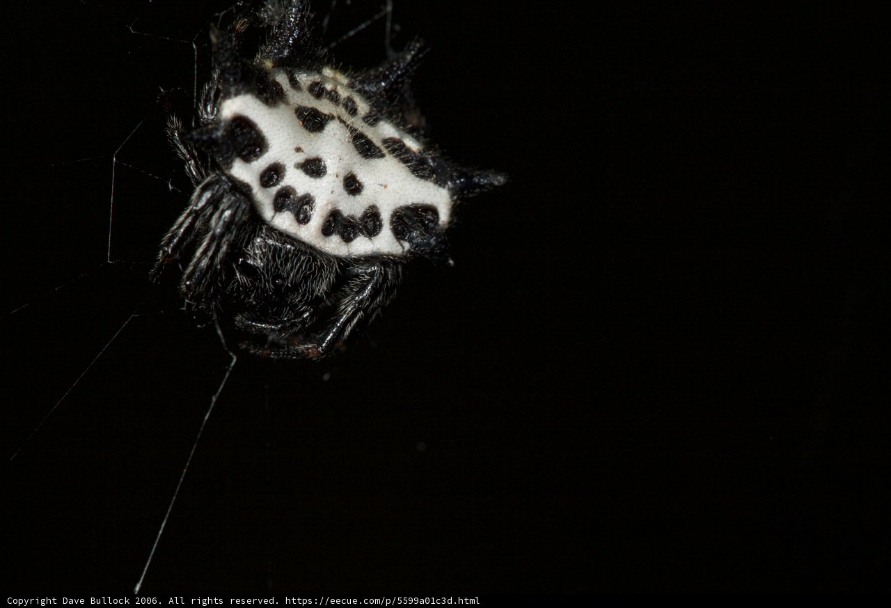 Creepy Crawler on the Web