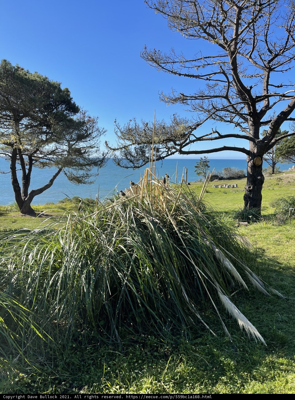 Serene Landscape in Jenner