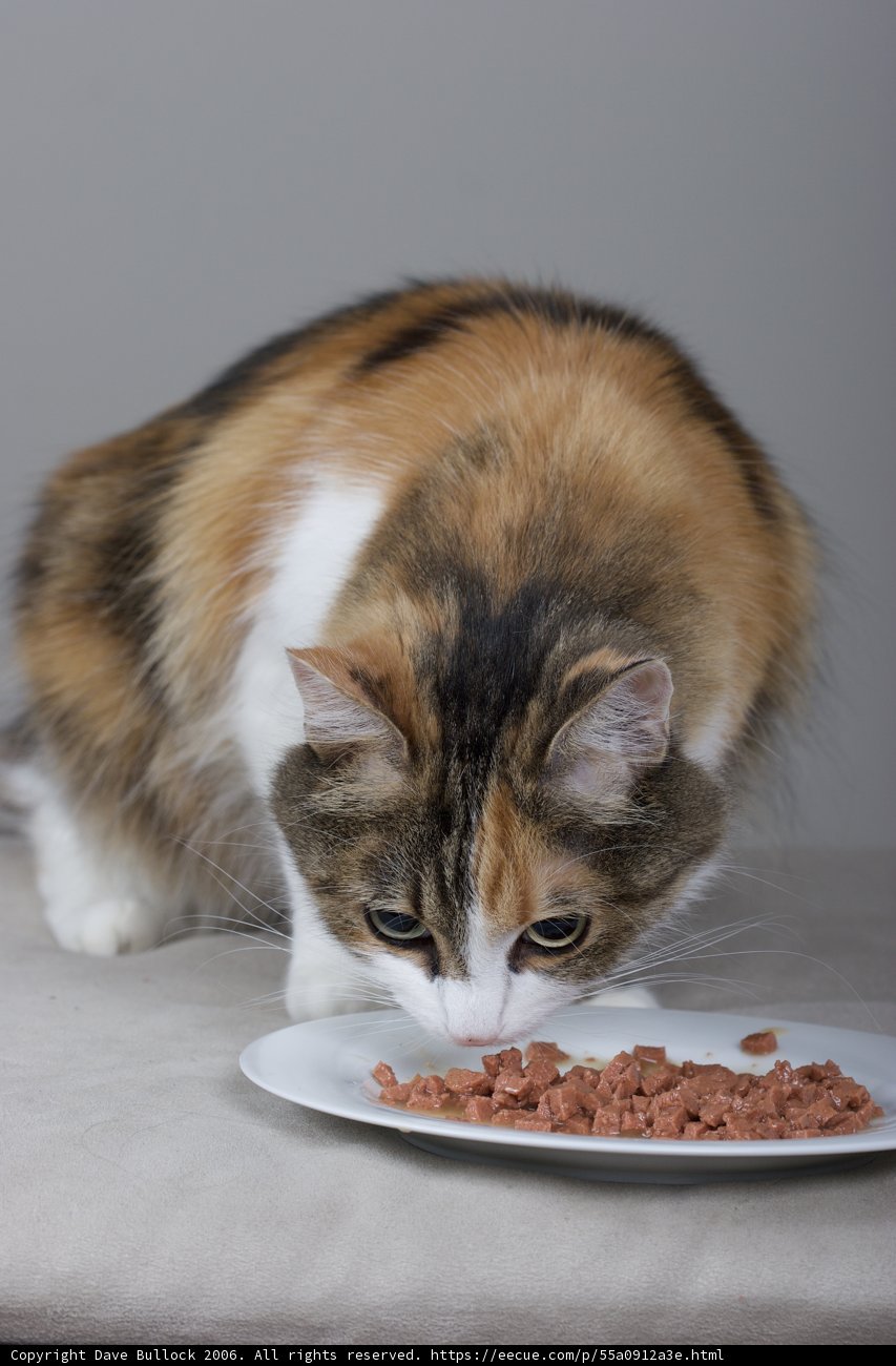Manx Cat Enjoying a Plate of Food
