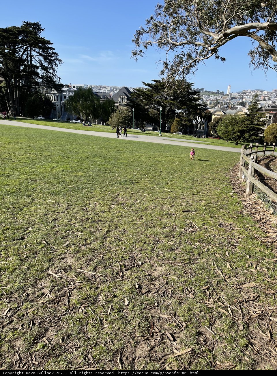 Serene Nature in Urban Alamo Square