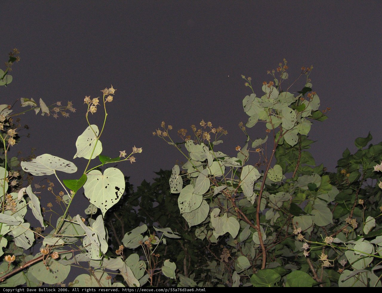 Night Blossoms