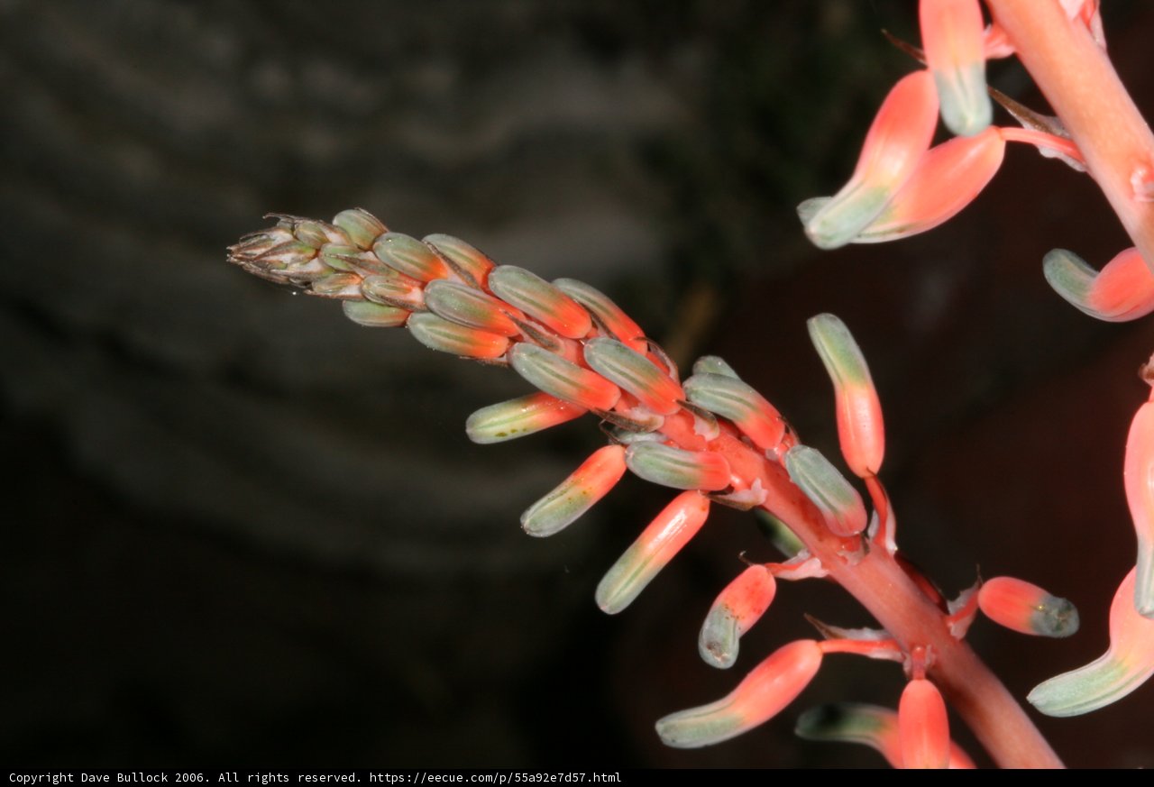 Red Acanthaceae Blossom Up Close