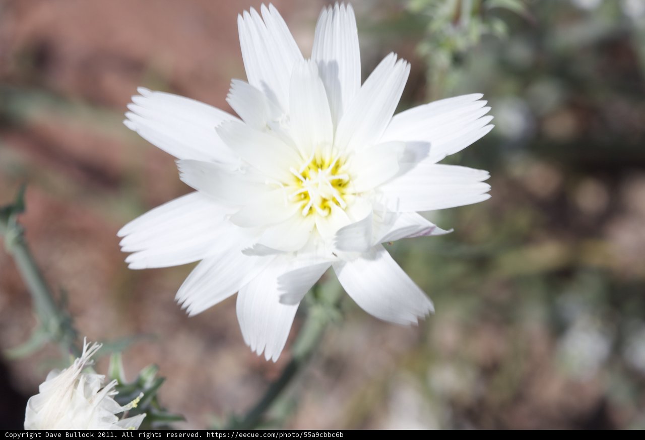 Desert Daisy