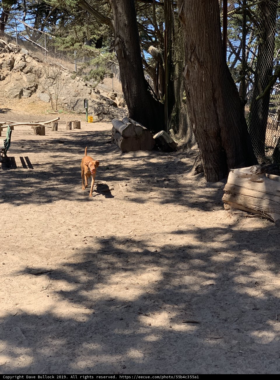 A Walk in the Dog Playground