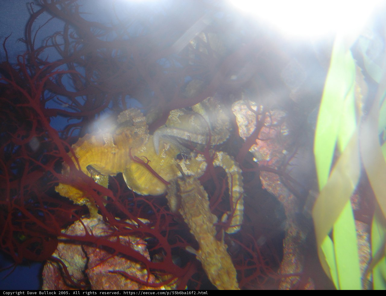 Underwater Delight