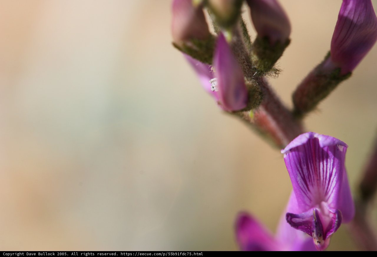Purple Geranium Blossom