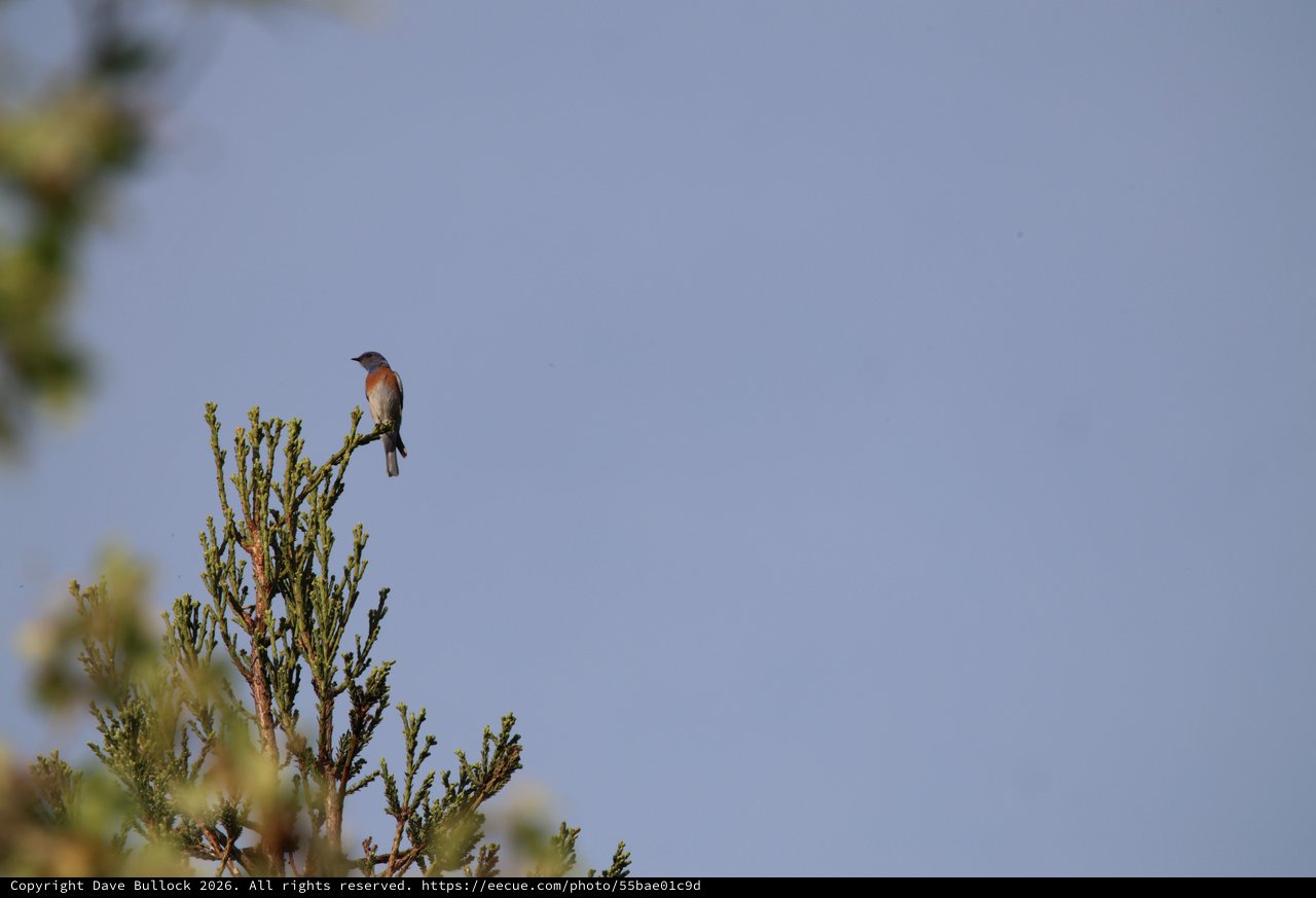Western Bluebird Perched on Conifer at Dawn