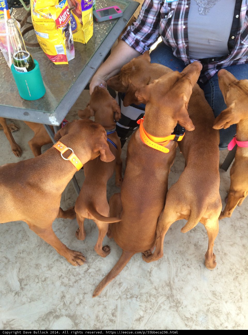 Canine Conference