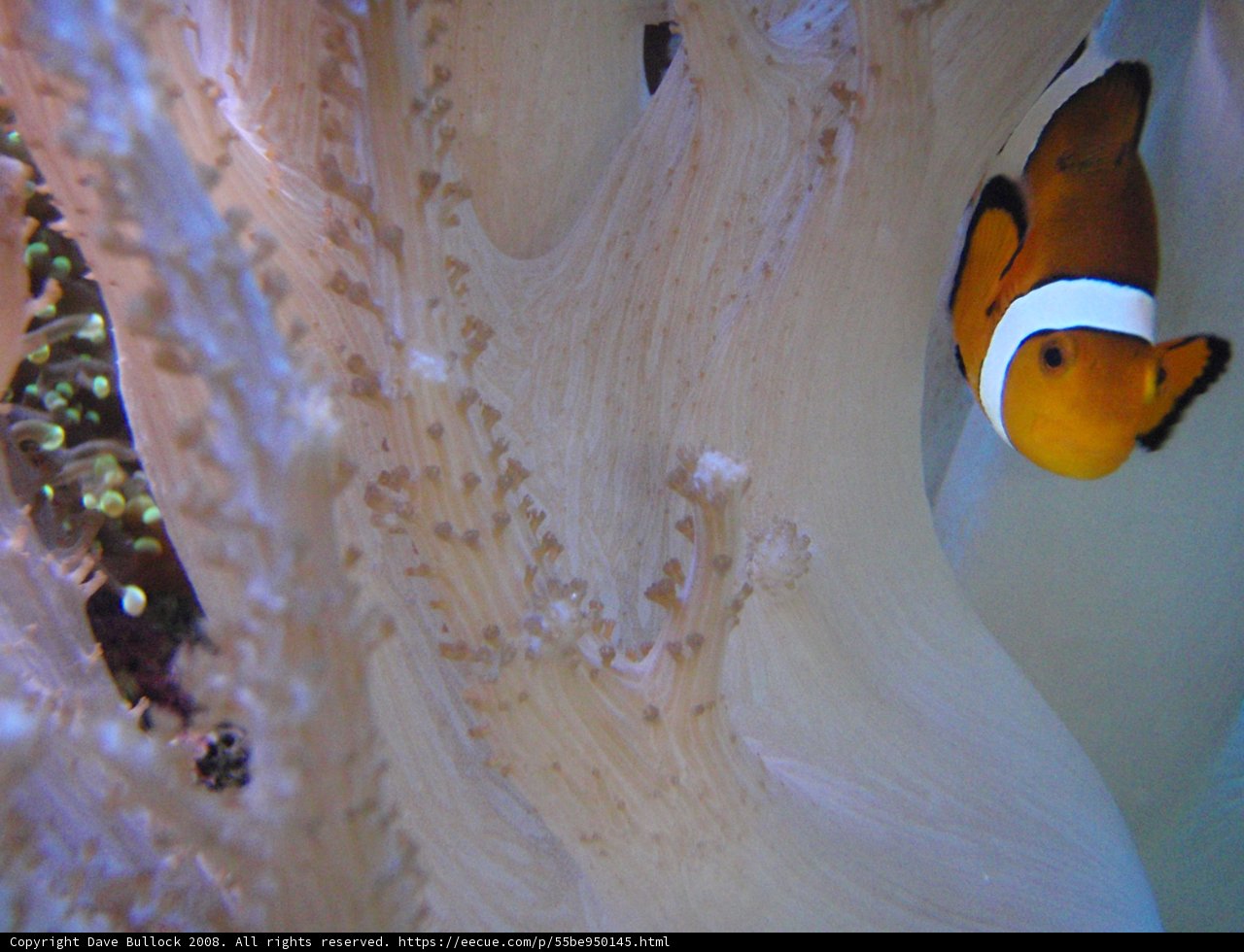 Clown Fish in a Colorful Coral Reef