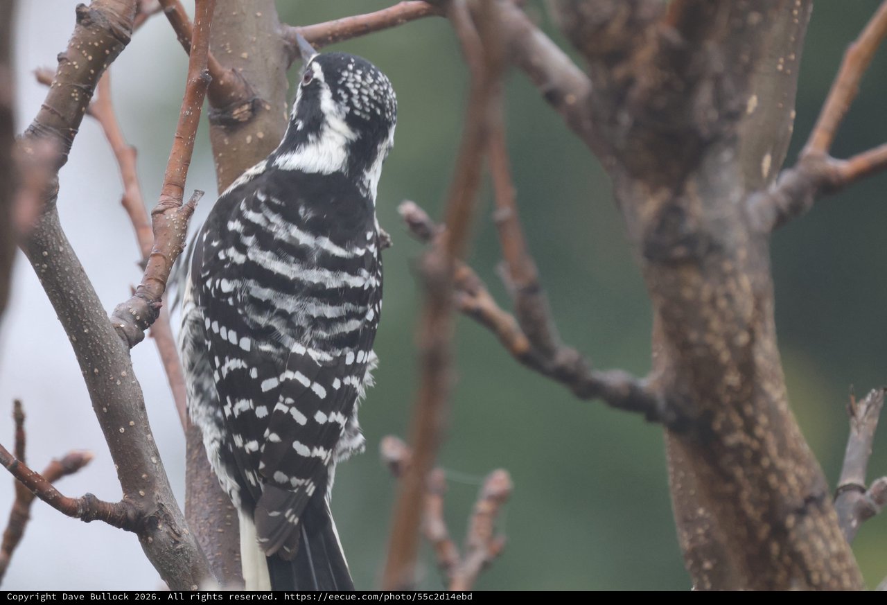 Downy Woodpecker Perched Among Bare Winter Branches