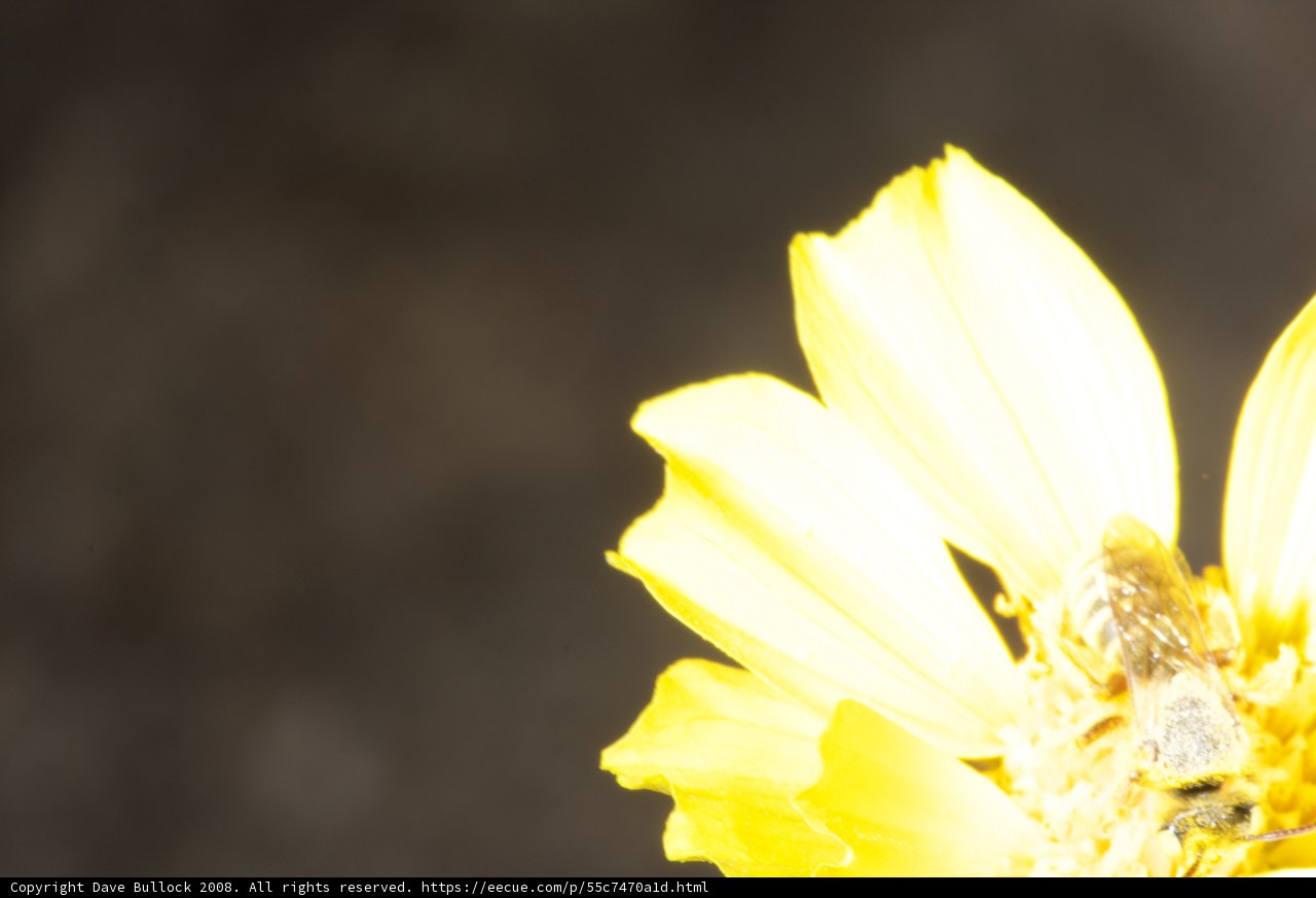 Buzzing Beauty