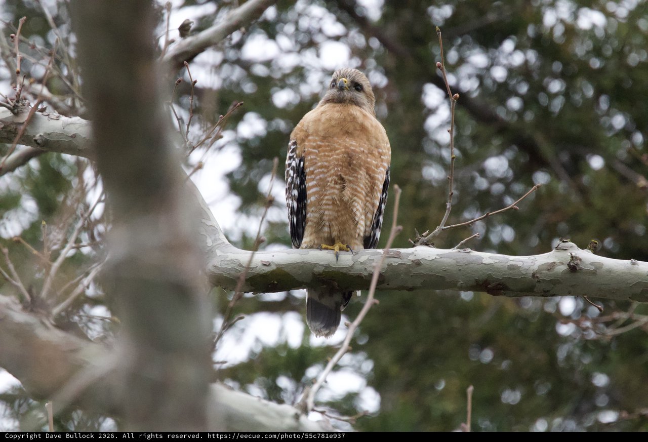 Red-Shouldered Hawk Perched on Winter Branch