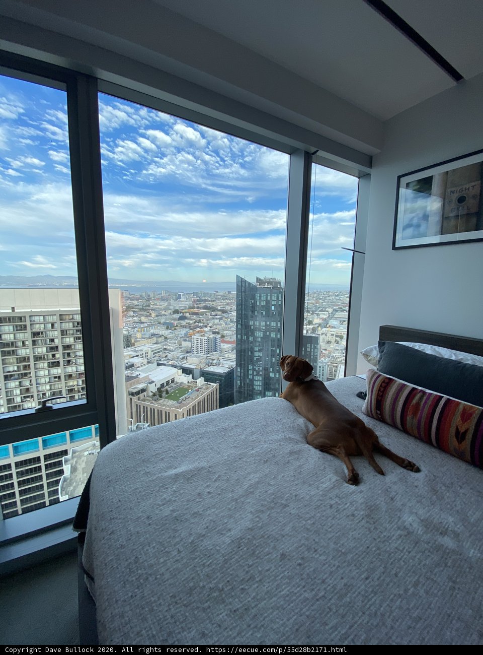 A Pup's View of the City