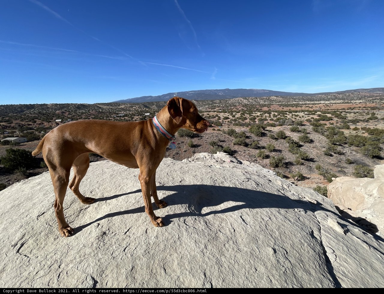 Desert Pup Takes in the View