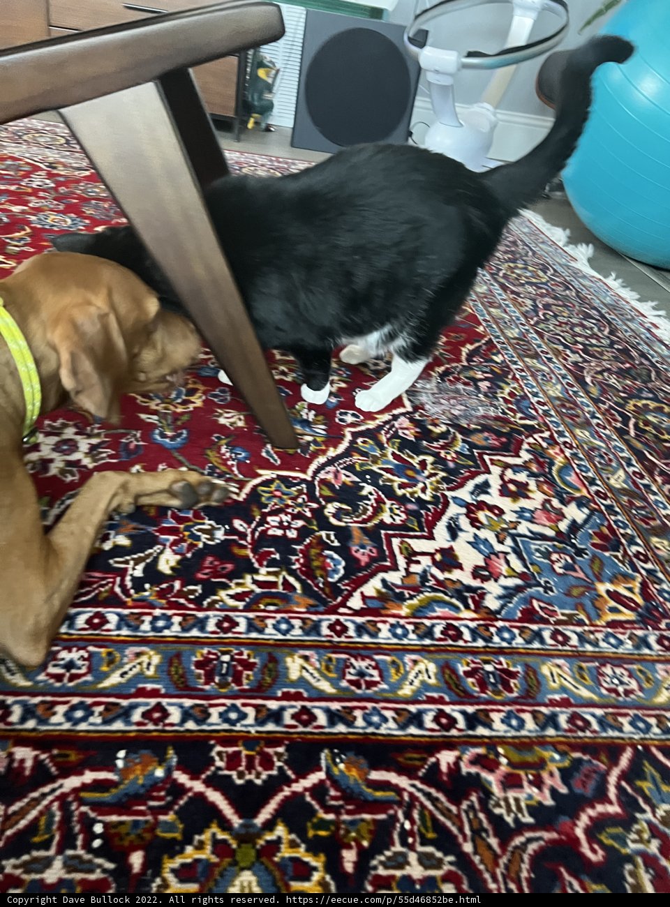 Furry Friends on Their Favorite Rug