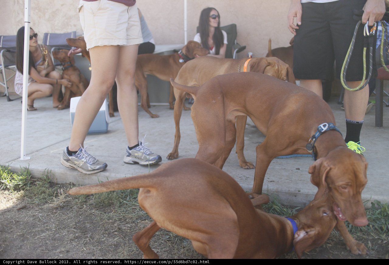 Playful Pups