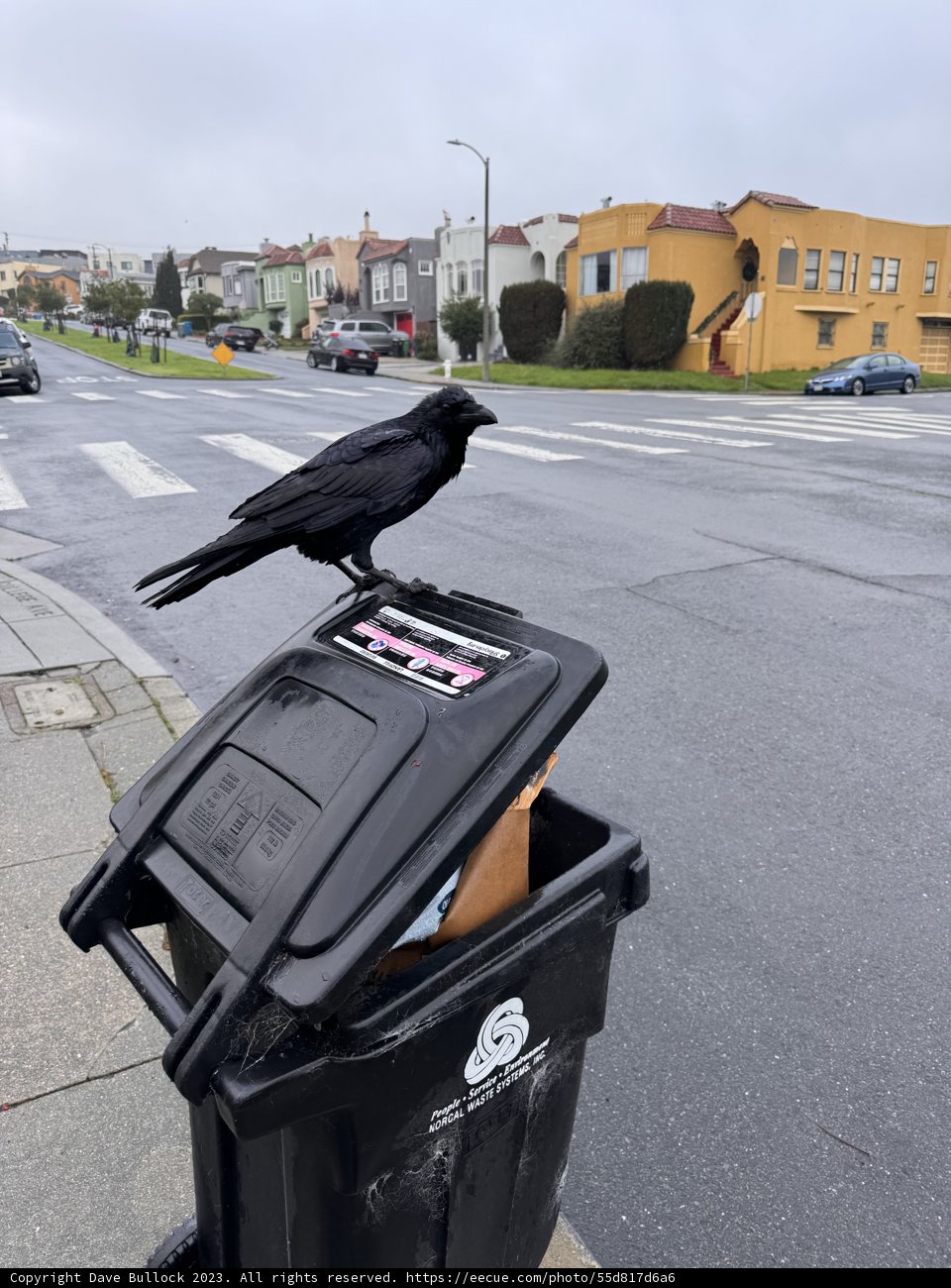 Urban Serenade