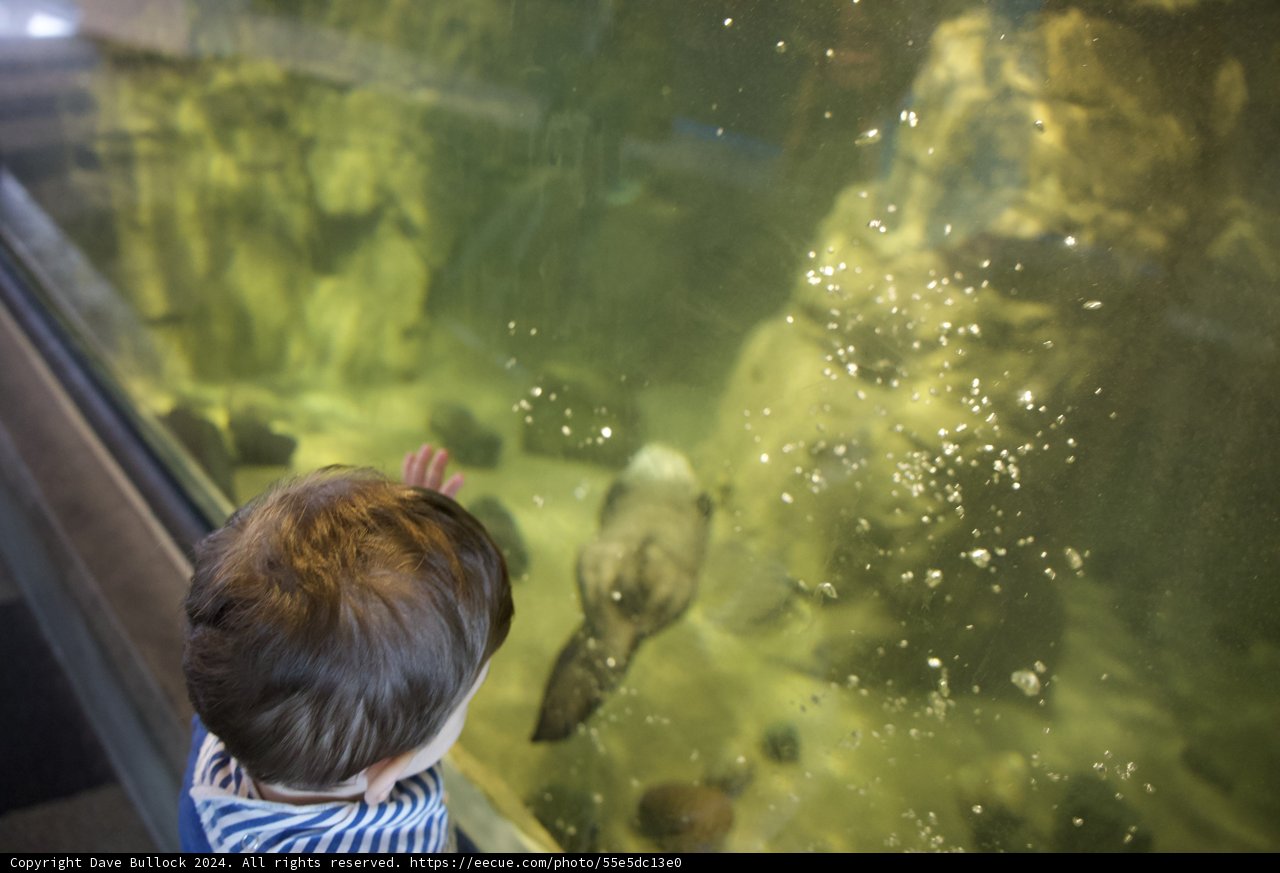 Awe at the Aquarium: Child's Encounter with Aquatic Life