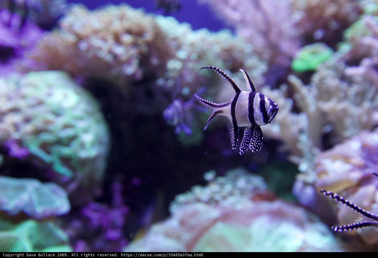 Striped Fish in a Black and White World