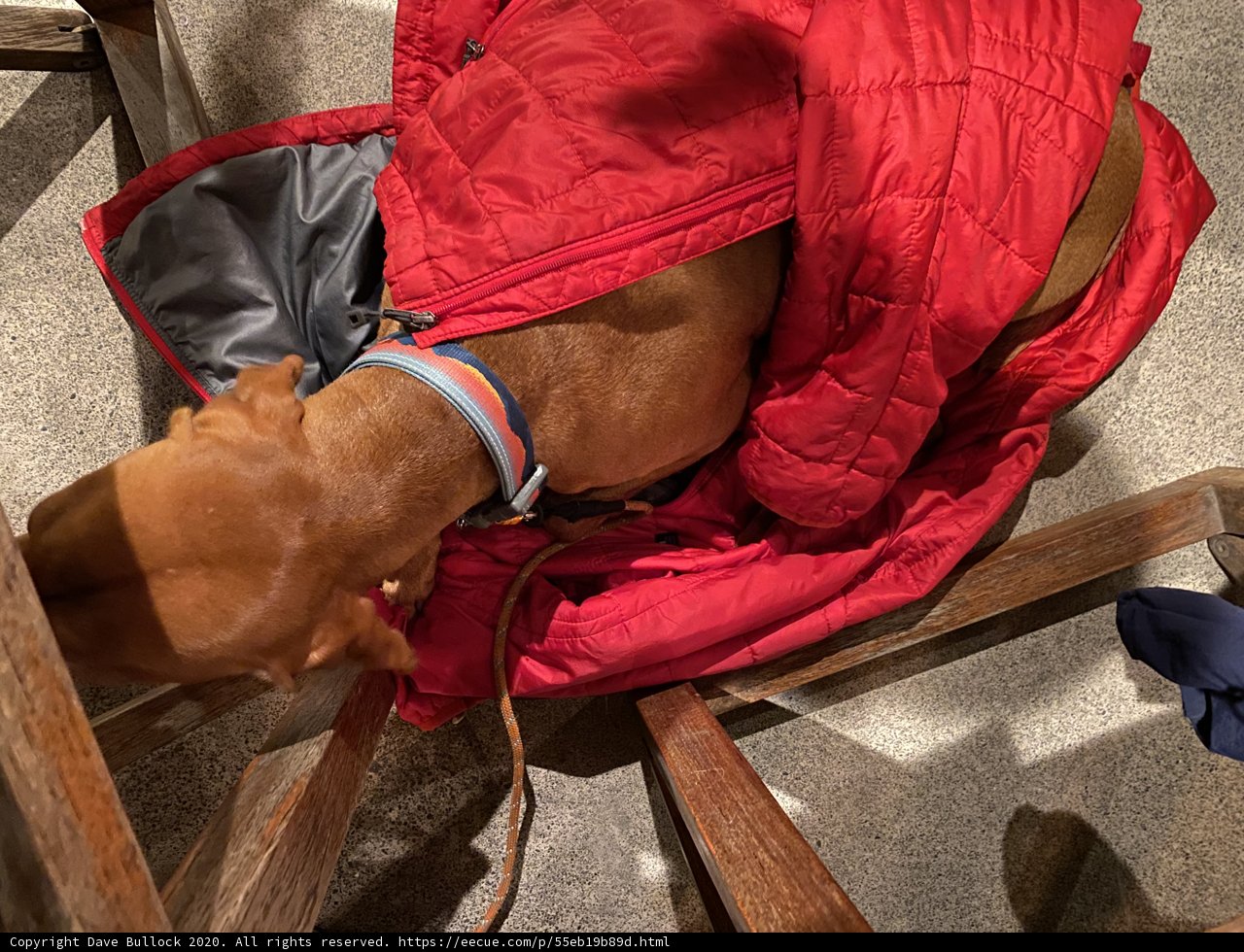 Stylish Canine in a Red Coat