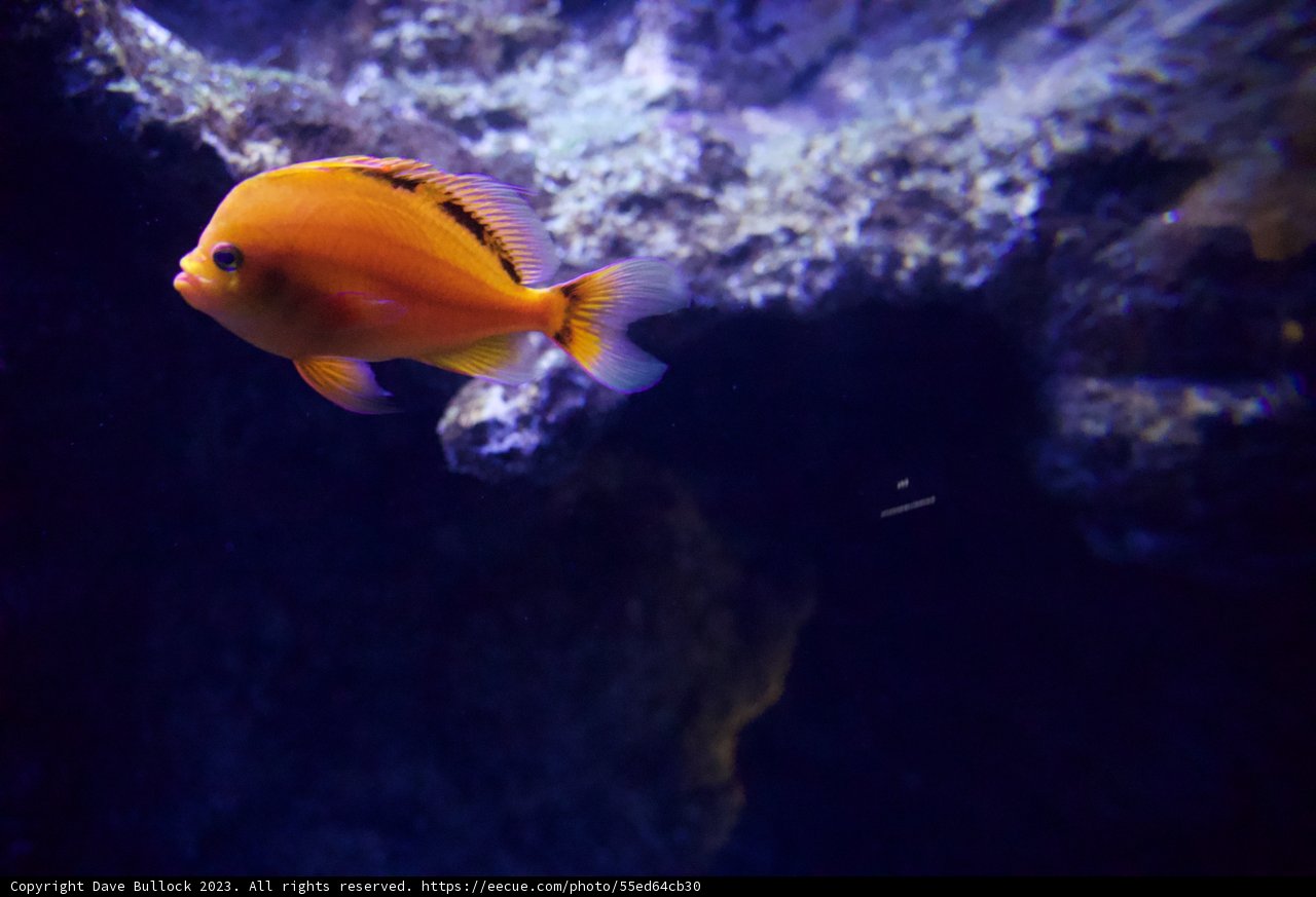 Mesmerizing Marine Life - The Golden Aquarium Visit, 2023