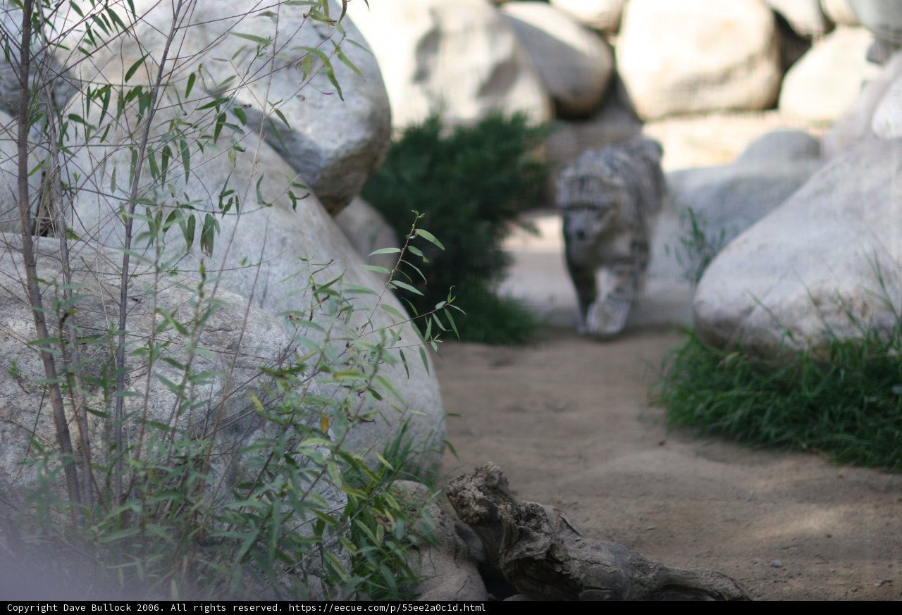 Majestic Bear on the Rocks