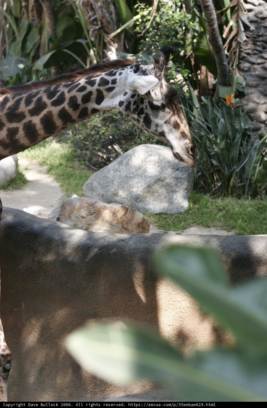 Graceful Giraffe at the Zoo