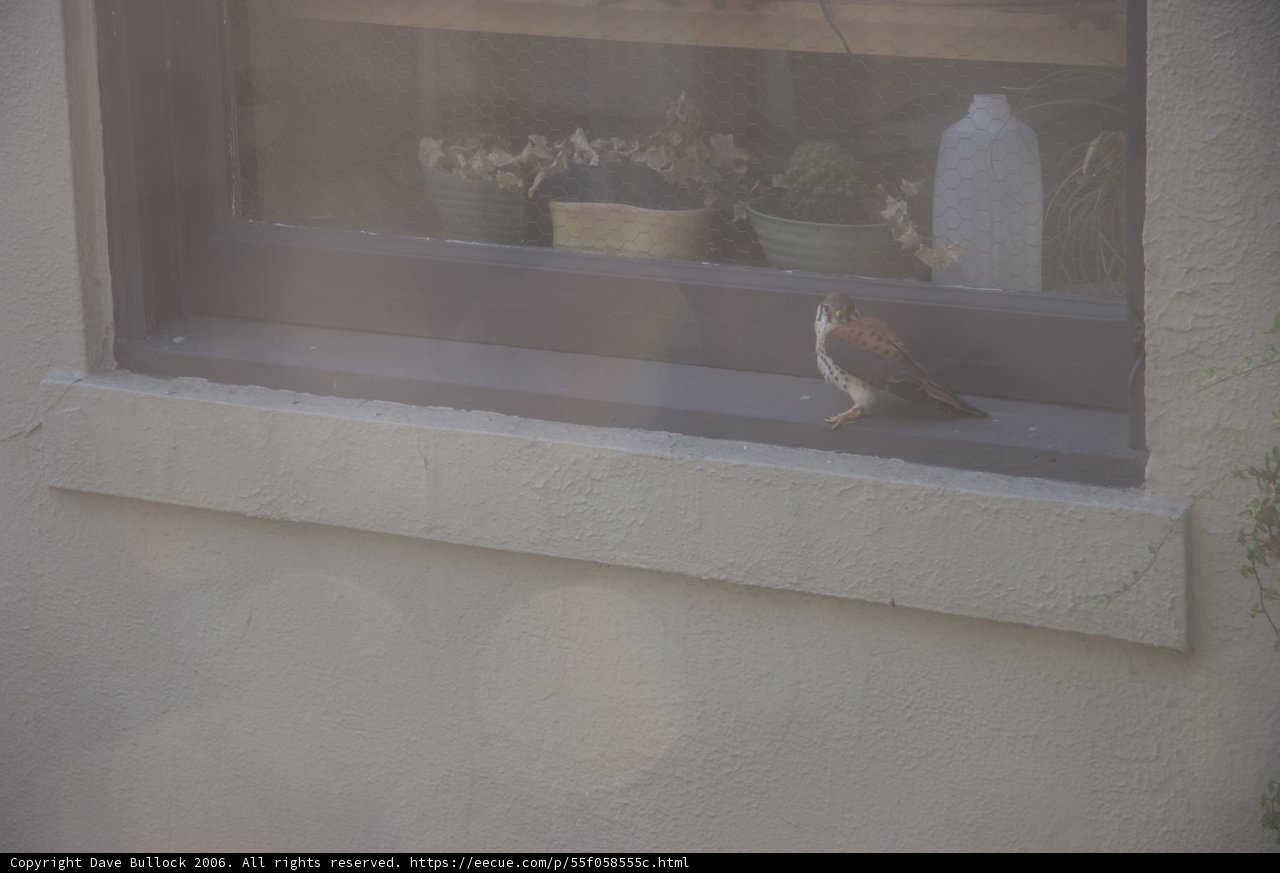 Winged Visitor at the Window