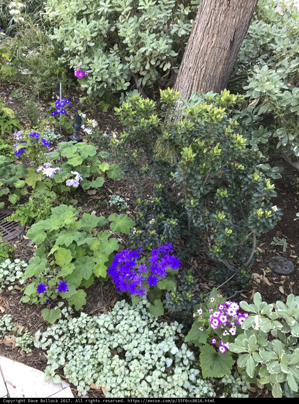 A Garden of Lavender and Blue