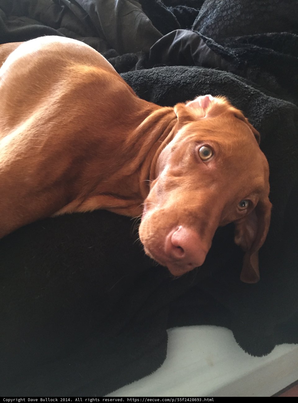 Cozy Canine