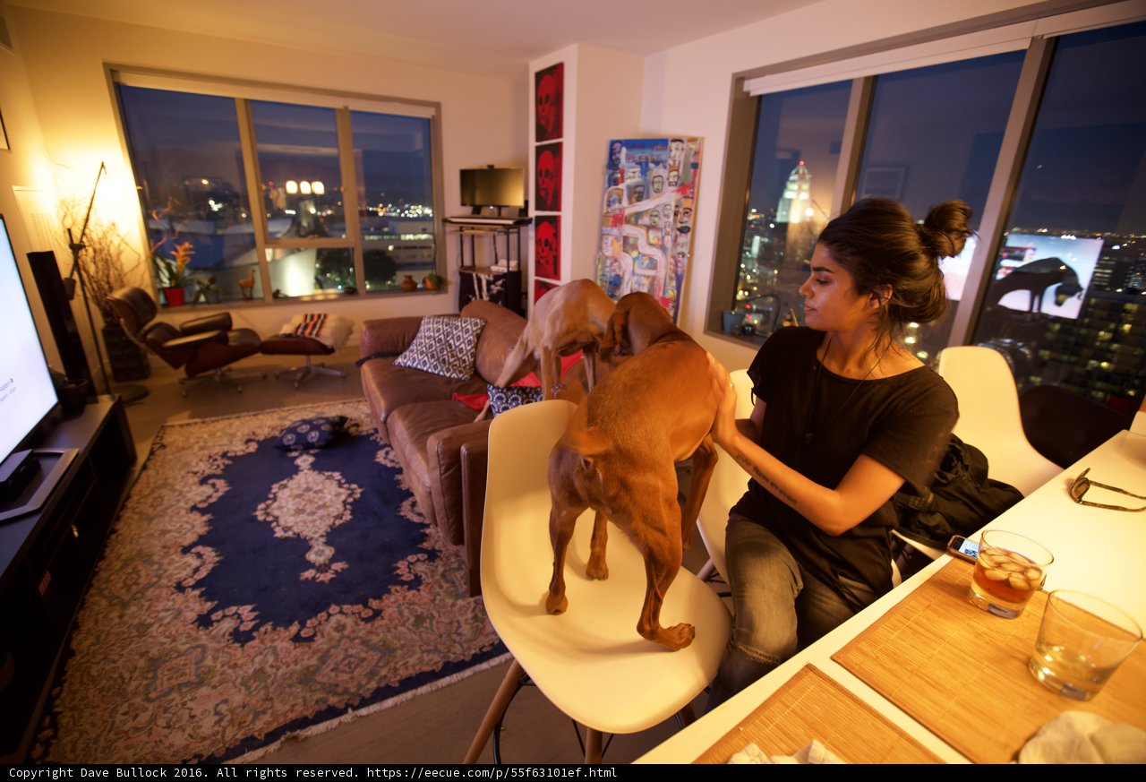 Cozy Living Room with Furry Companion