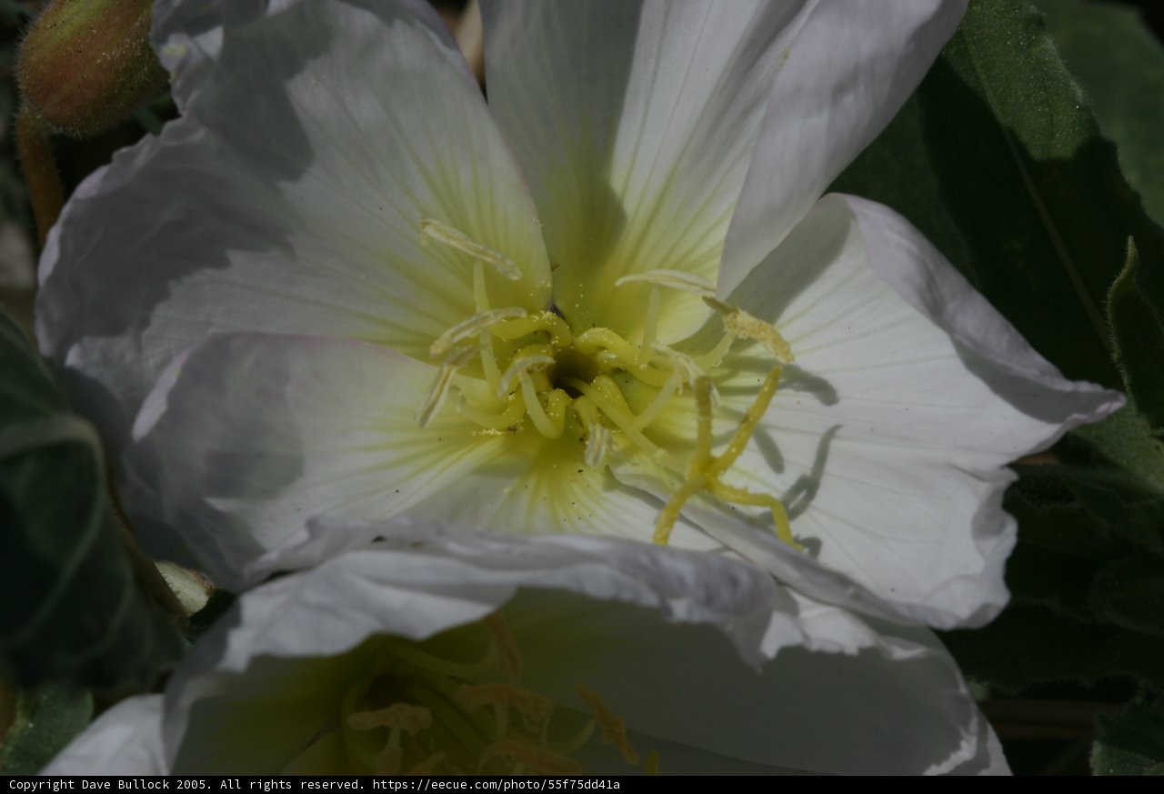 A White Lily in Full Bloom