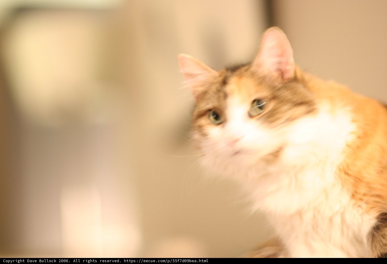 Tabletop Feline