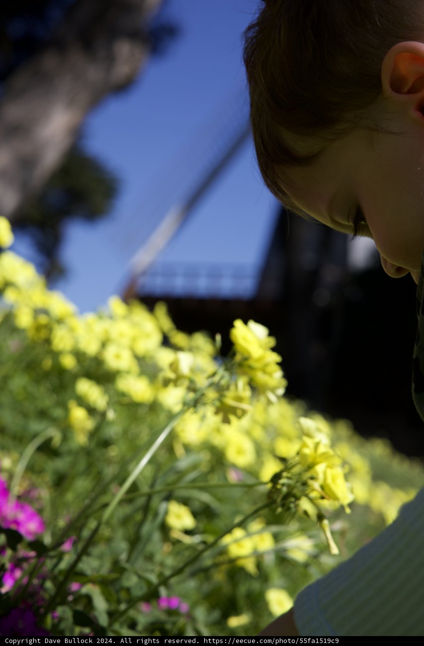 The Curious Child and the Daisy