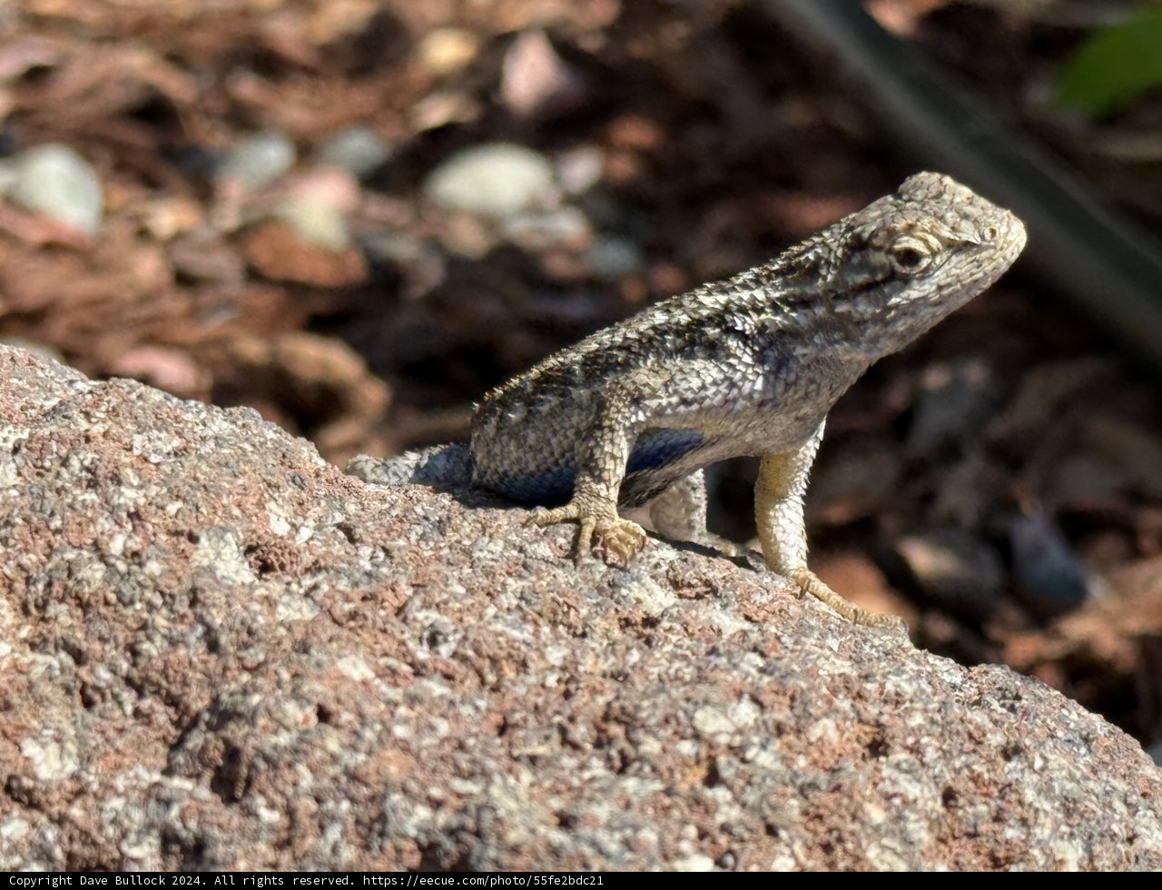 Sunlit Reptile Serenity