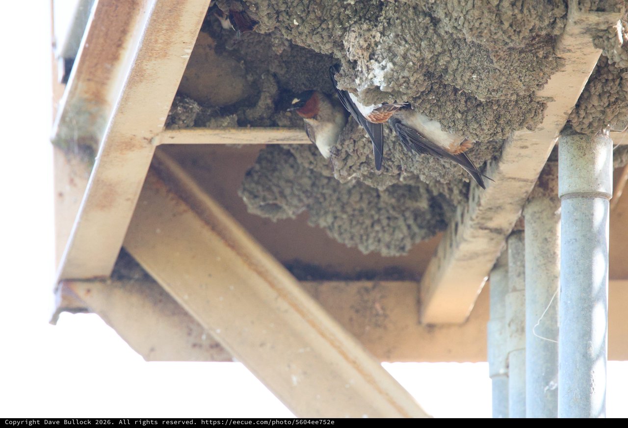 Barn Swallow Pair at Mud Nest Entrance