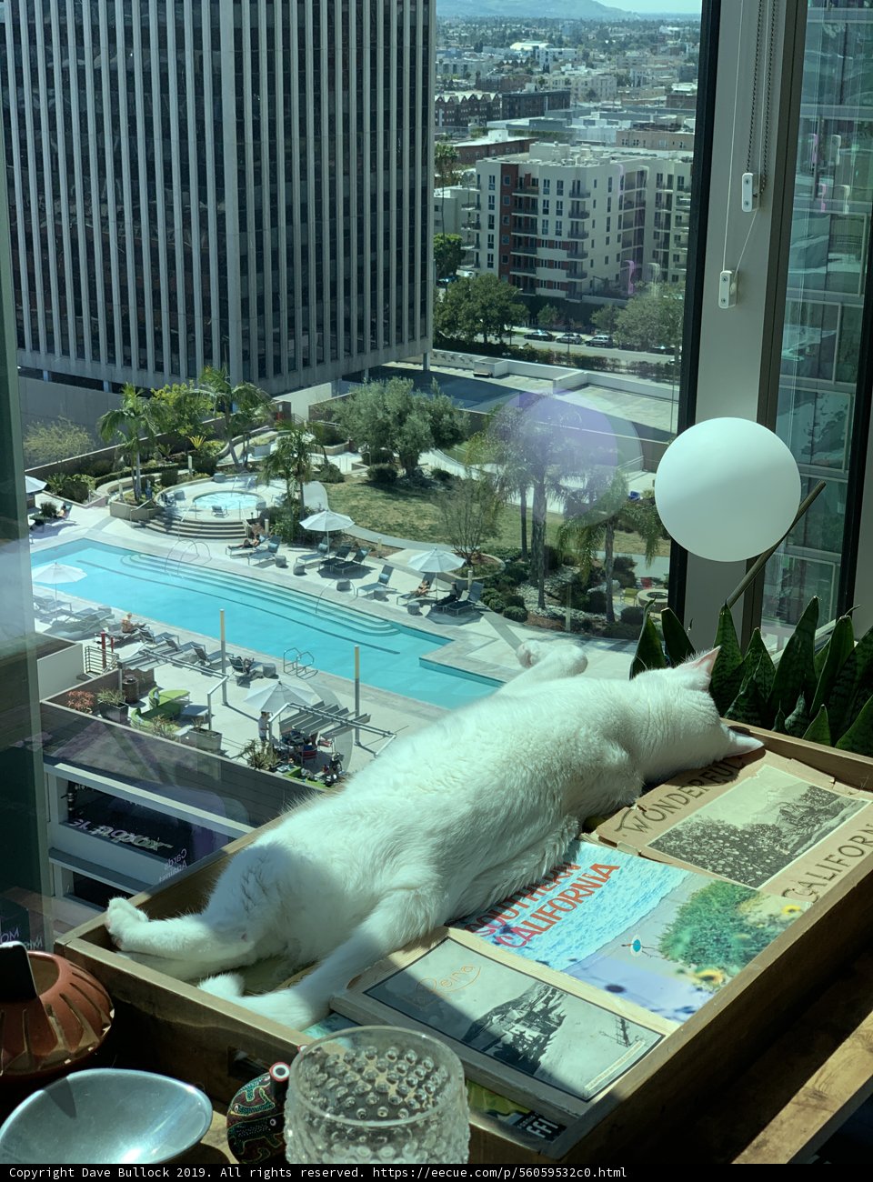 White Cat Lounging by the Pool in the Heart of LA