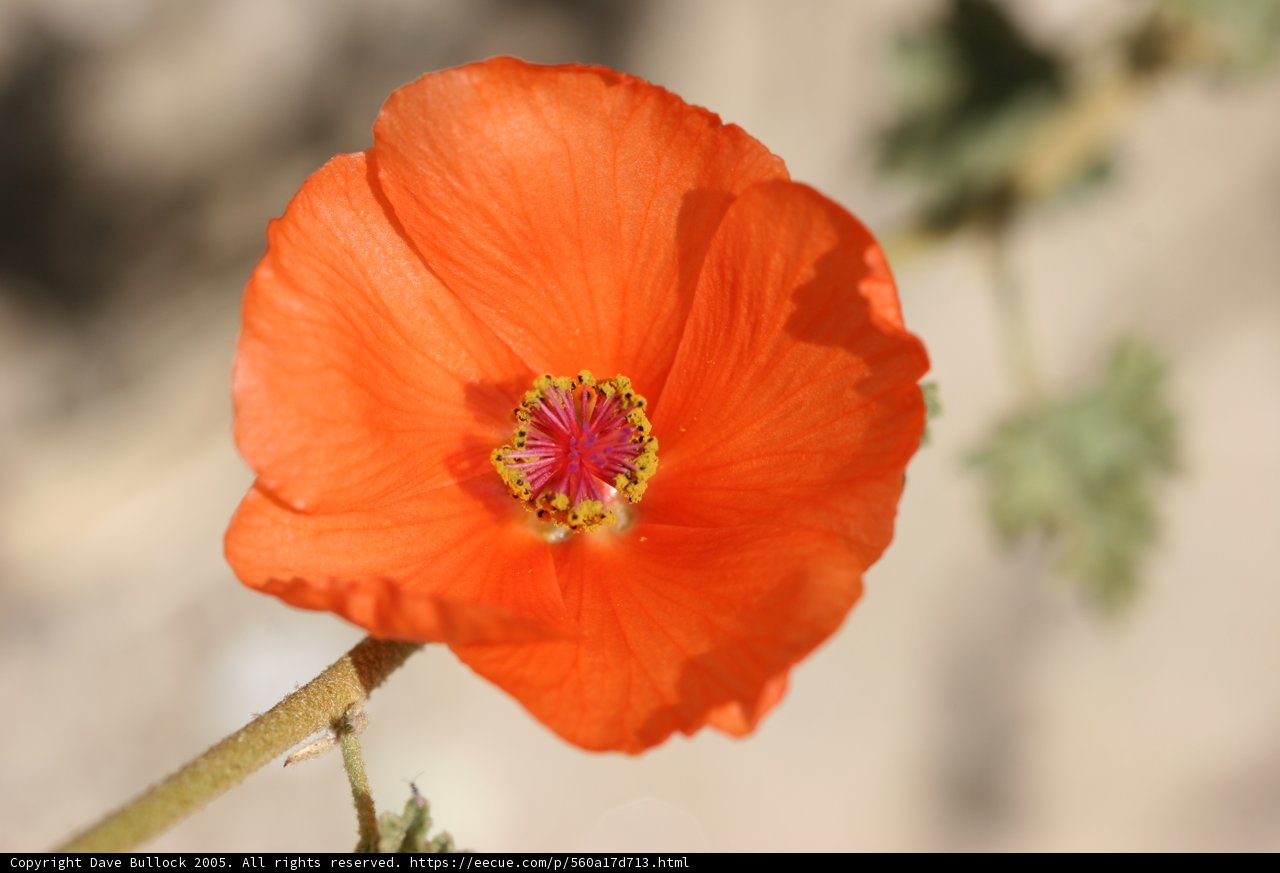 Solo Poppy