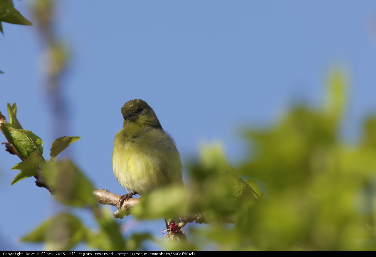 Canary in the Spring Sun