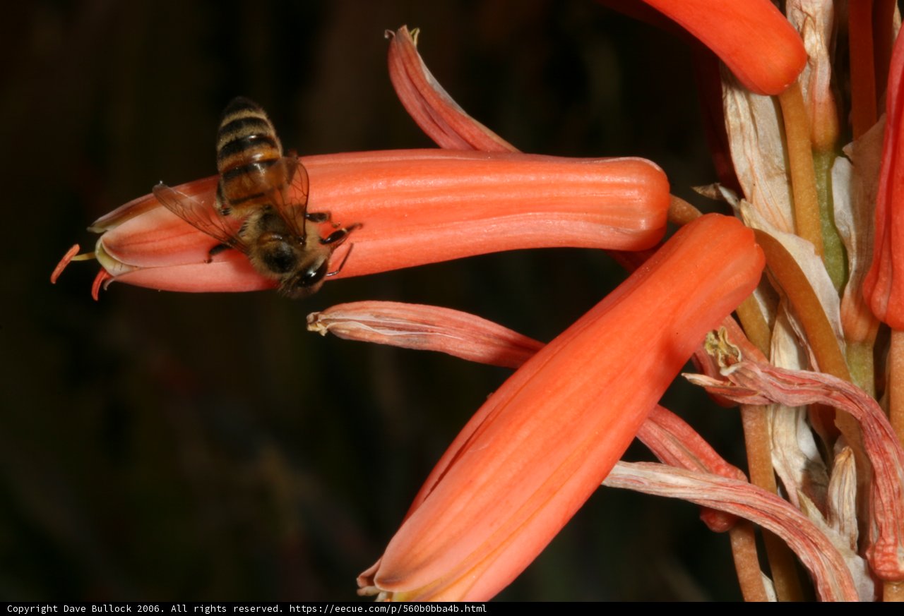 Busy Bee on Red Rhubarb