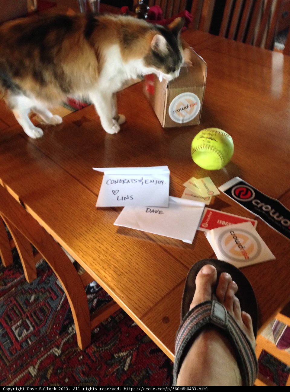 Feline Athlete Training on Hardwood Dining Table