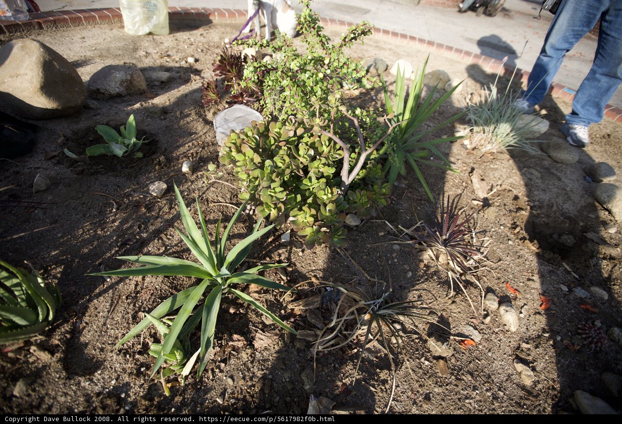 The Mighty Agave