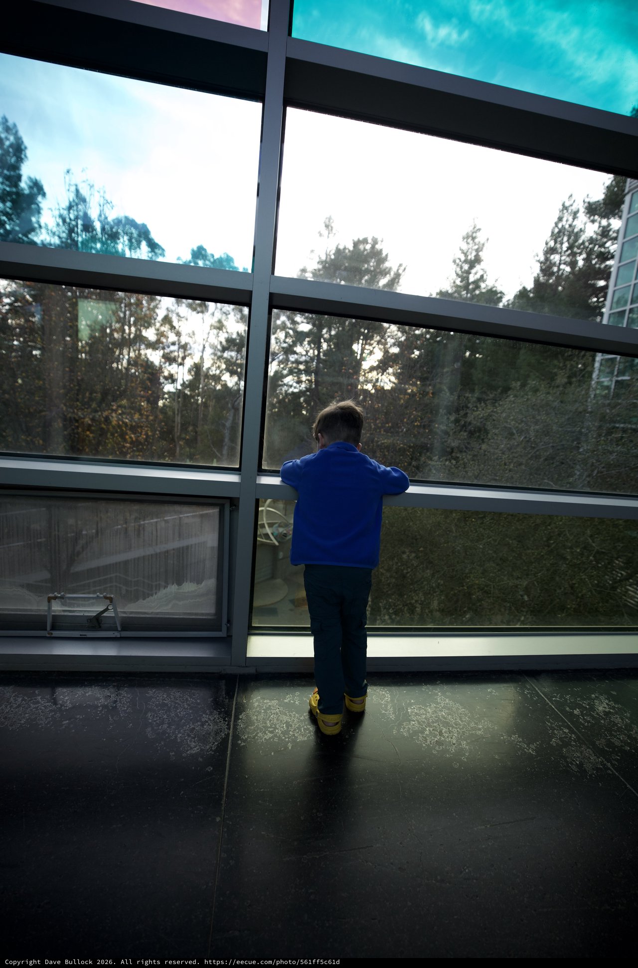 Child Gazing Through Window at Forest Landscape